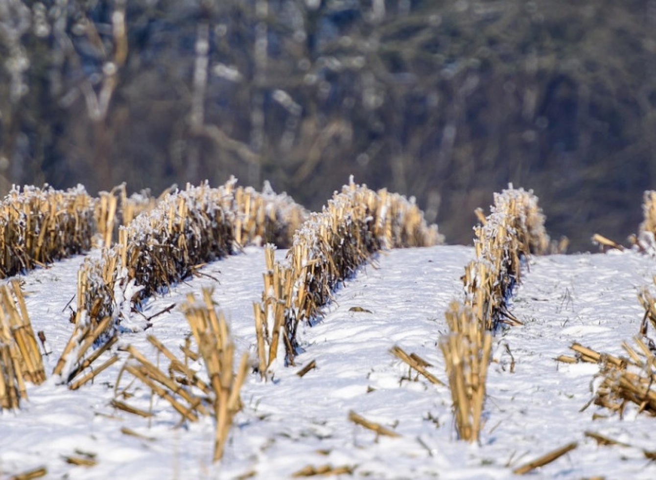 Svarbu vykdantiems veiklą „Ražienų laukai per žiemą“