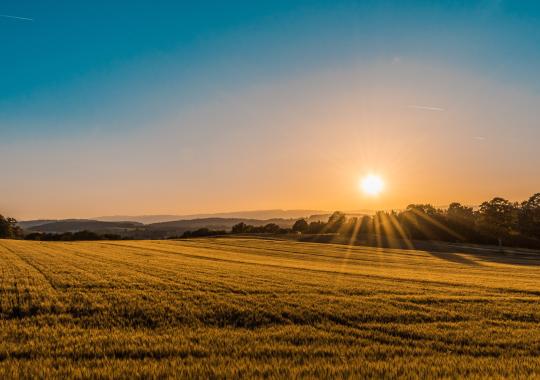 Eglių šakų dalinimo akcija Ukmergėje