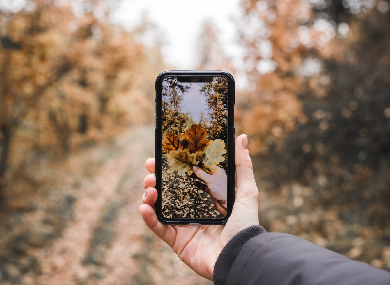 Ištiesta žmogaus ranka, kurioje telefonas, o jo ekrane rudeniškų spalvų lapai