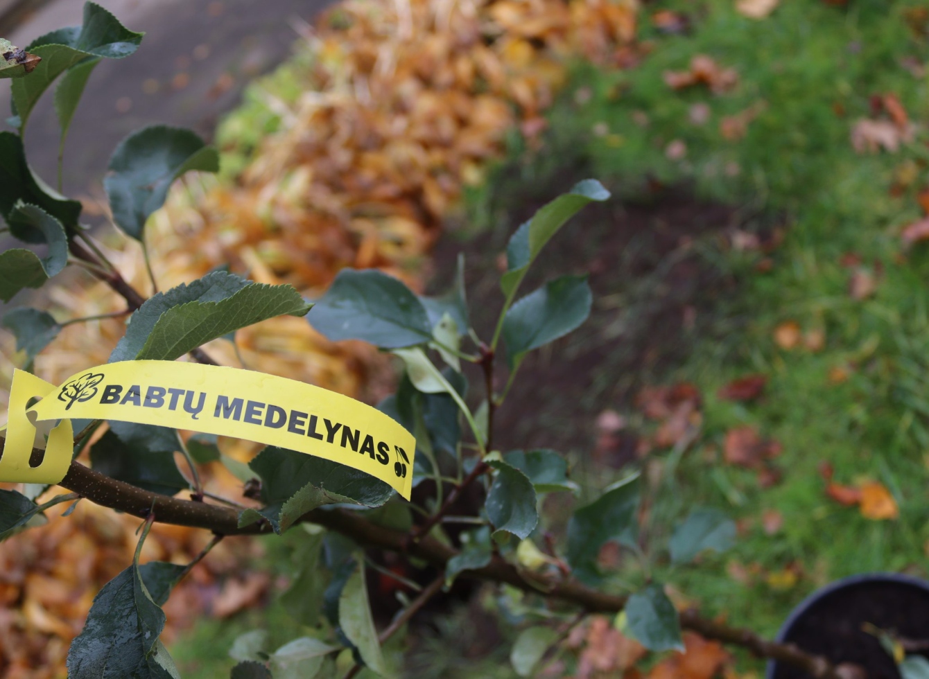 Devynios Ukmergės ugdymo įstaigos puoselės savo sodus