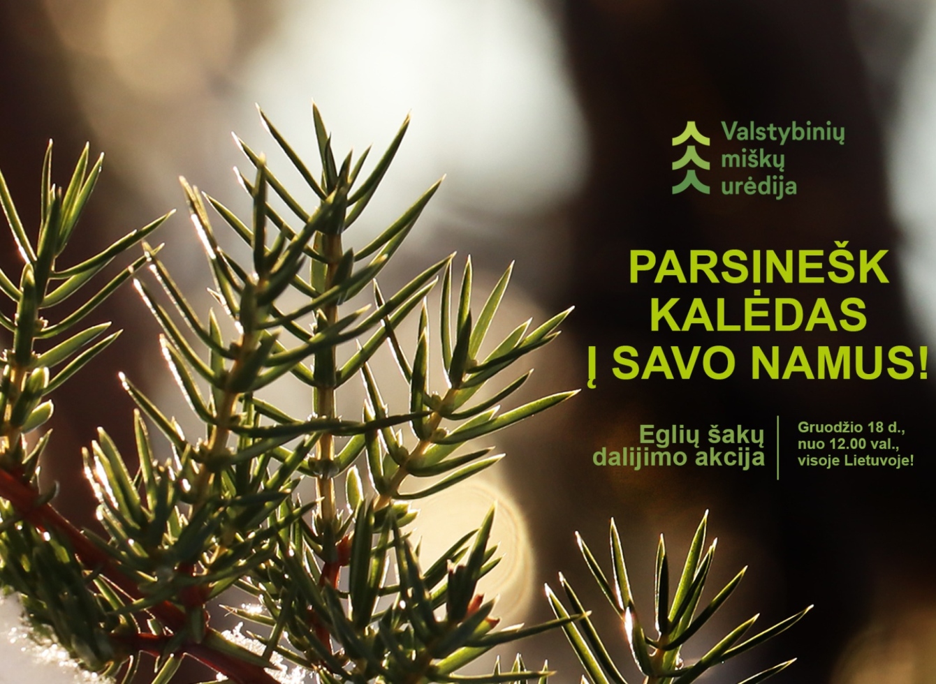 Miškininkai dalinsis kalėdine dvasia – vyks tradicinė akcija „Parsinešk Kalėdas į savo namus“