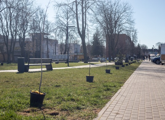 Svere prie Ukmergės turgaus 20 paprastųjų klevų ir 10 juodųjų pušų