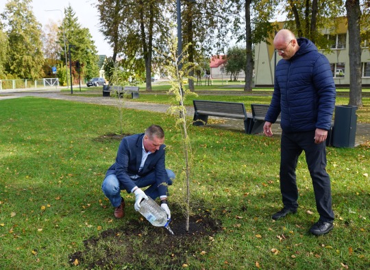 Vietos savivaldos dienos proga svere pasodinti maumedžiai 