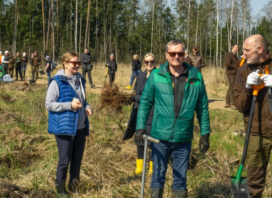 Beržų sodinimas