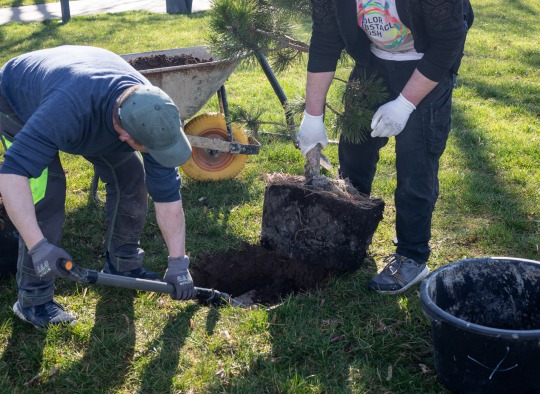 Svere prie Ukmergės turgaus 20 paprastųjų klevų ir 10 juodųjų pušų