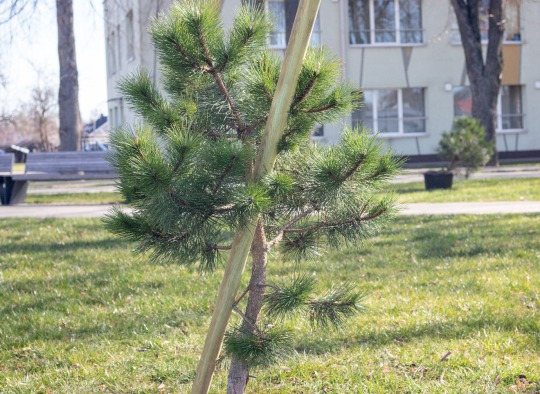Svere prie Ukmergės turgaus 20 paprastųjų klevų ir 10 juodųjų pušų