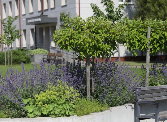 Ukmergės gėlynai džiugina spalvomis ir įvairove